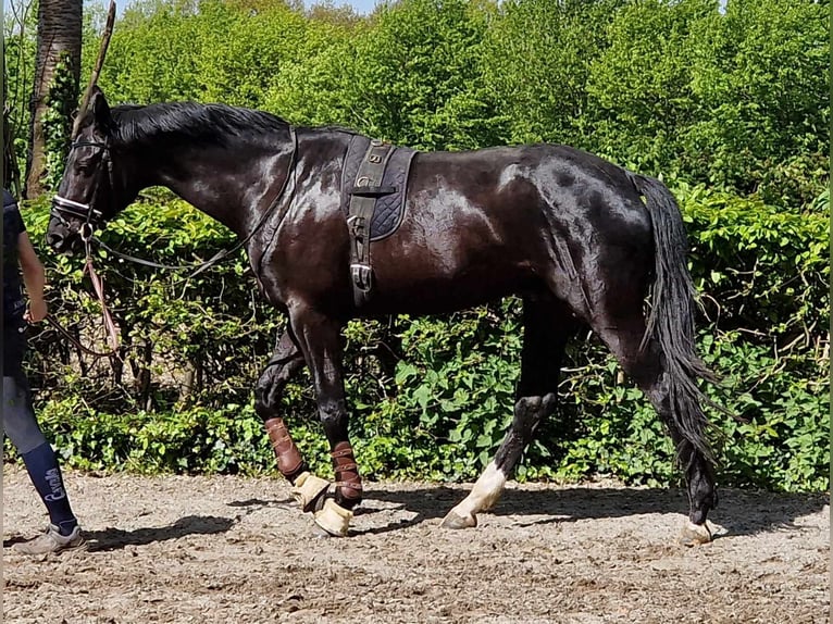 Oldenbourg Hongre 4 Ans 172 cm Noir in Westerhorn