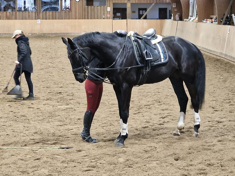 Oldenbourg Hongre 4 Ans 172 cm Noir in Westerhorn