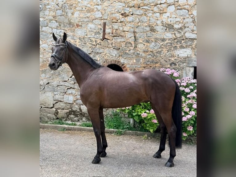 Oldenbourg Hongre 4 Ans 172 cm Noir in Stolberg