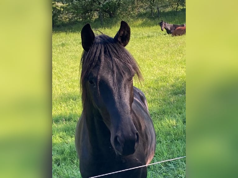 Oldenbourg Hongre 4 Ans 172 cm Noir in Dallgow-Döberitz