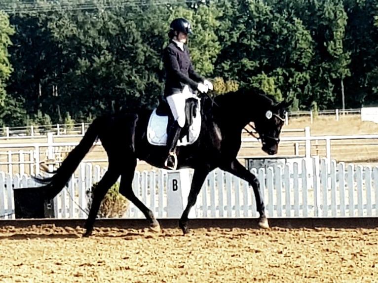 Oldenbourg Hongre 4 Ans 172 cm Noir in Dallgow-Döberitz