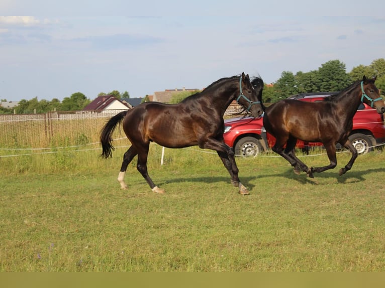 Oldenbourg Hongre 4 Ans 172 cm Noir in Kunice