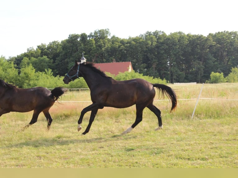 Oldenbourg Hongre 4 Ans 172 cm Noir in Kunice
