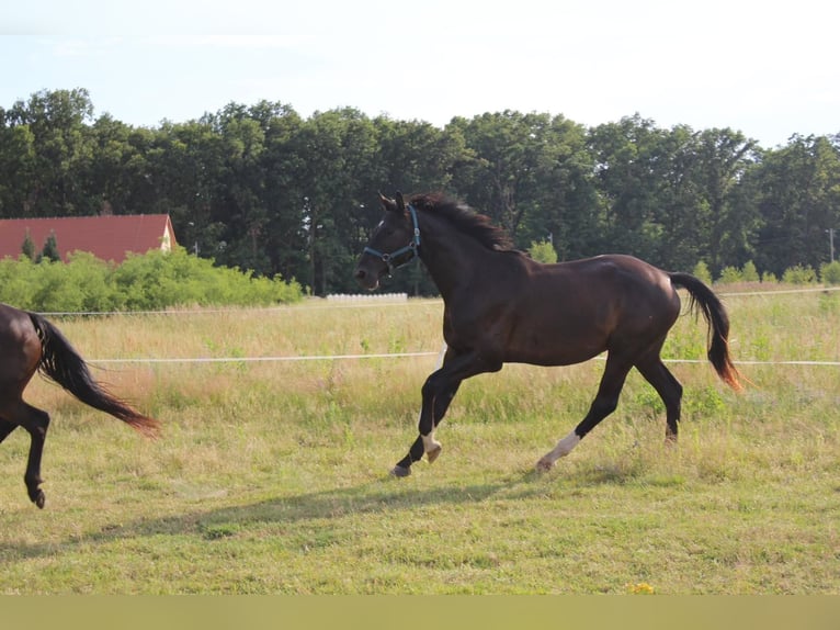 Oldenbourg Hongre 4 Ans 172 cm Noir in Kunice
