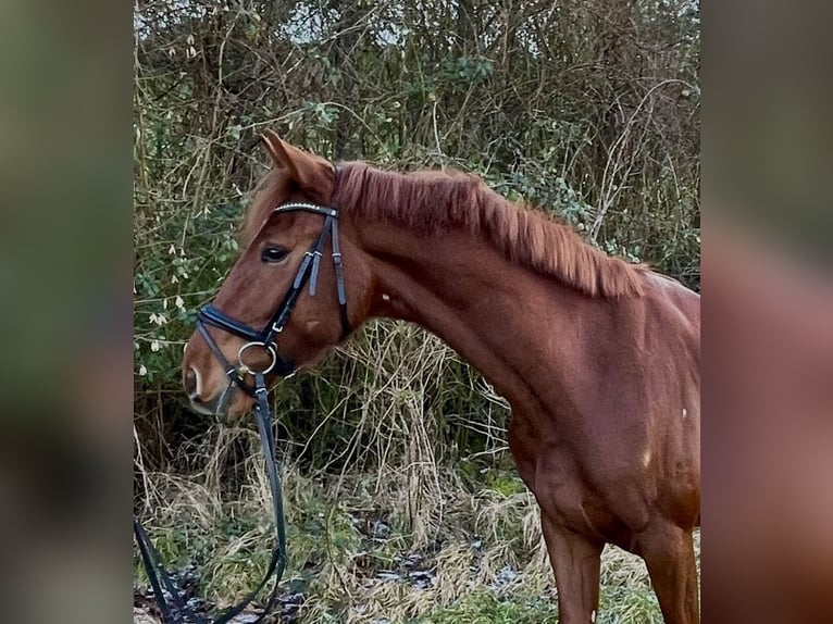 Oldenbourg Hongre 4 Ans 173 cm Alezan in Pfaffenhofen Weiler