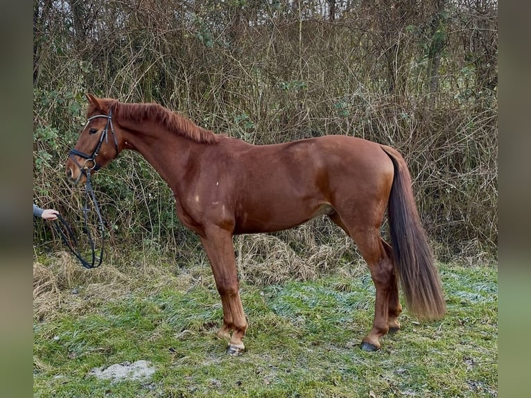 Oldenbourg Hongre 4 Ans 173 cm Alezan in Pfaffenhofen Weiler