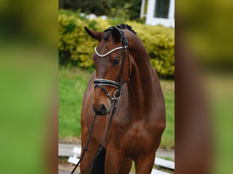 Oldenbourg Hongre 4 Ans 173 cm Bai brun in Fürstenau