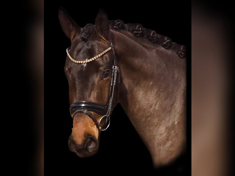 Oldenbourg Hongre 4 Ans 173 cm Bai brun in Westerstede