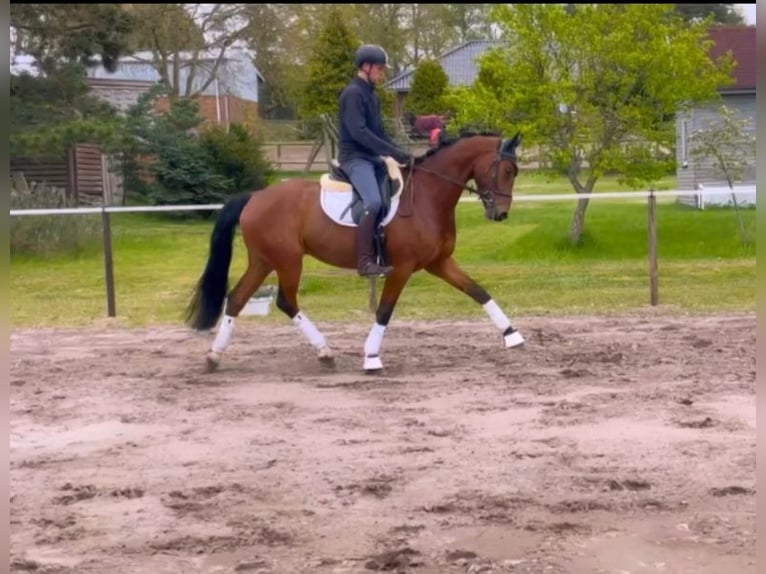 Oldenbourg Hongre 4 Ans 173 cm Bai in Schwanewede