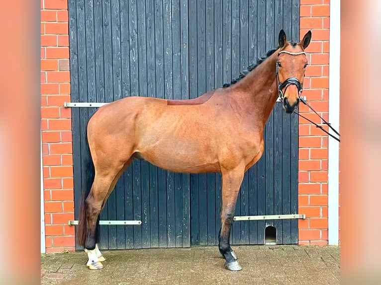 Oldenbourg Hongre 4 Ans 173 cm Bai in Schwanewede