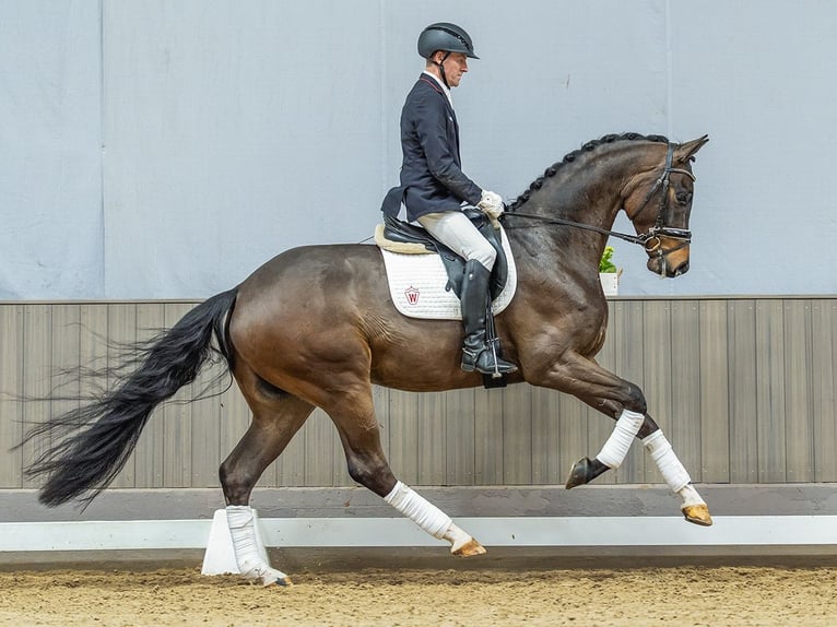 Oldenbourg Hongre 4 Ans 173 cm Bai in Münster-Handorf