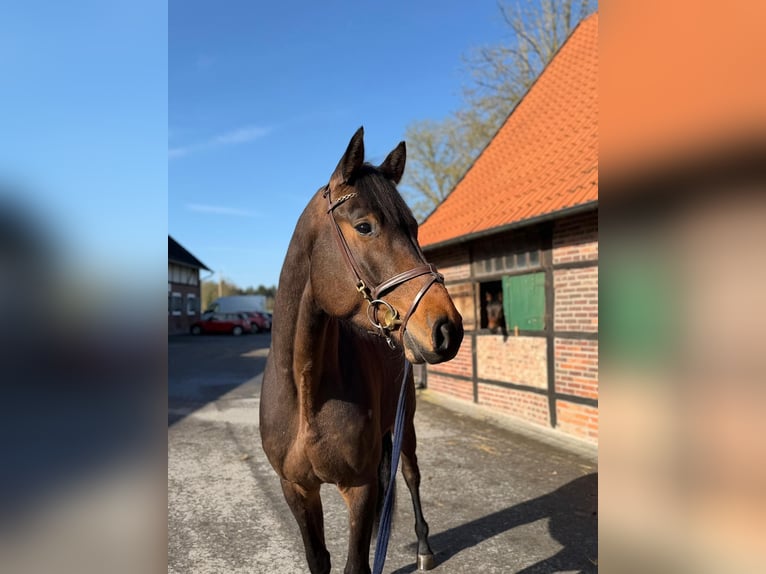 Oldenbourg Hongre 4 Ans 173 cm Bai in Münster