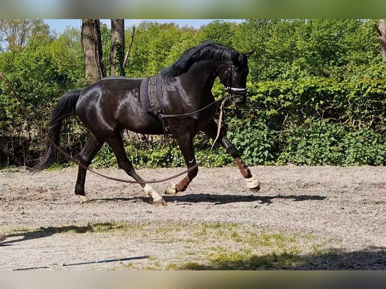 Oldenbourg Hongre 4 Ans 173 cm Noir in Wiesbaden