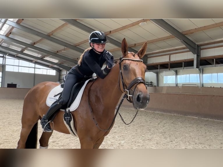 Oldenbourg Hongre 4 Ans 174 cm Alezan brûlé in Ampfing