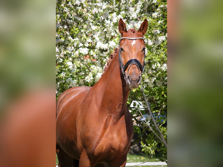 Oldenbourg Hongre 4 Ans 174 cm Alezan brûlé in Schierensee