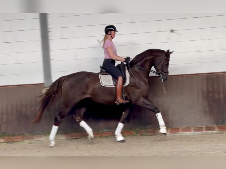 Oldenbourg Hongre 4 Ans 174 cm Alezan brûlé in Lohne (Oldenburg)