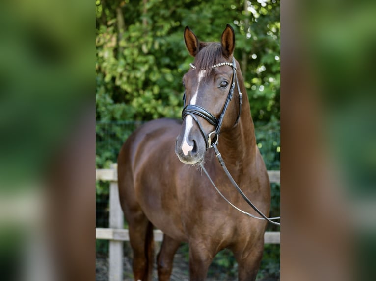 Oldenbourg Hongre 4 Ans 174 cm Alezan brûlé in Lohne (Oldenburg)