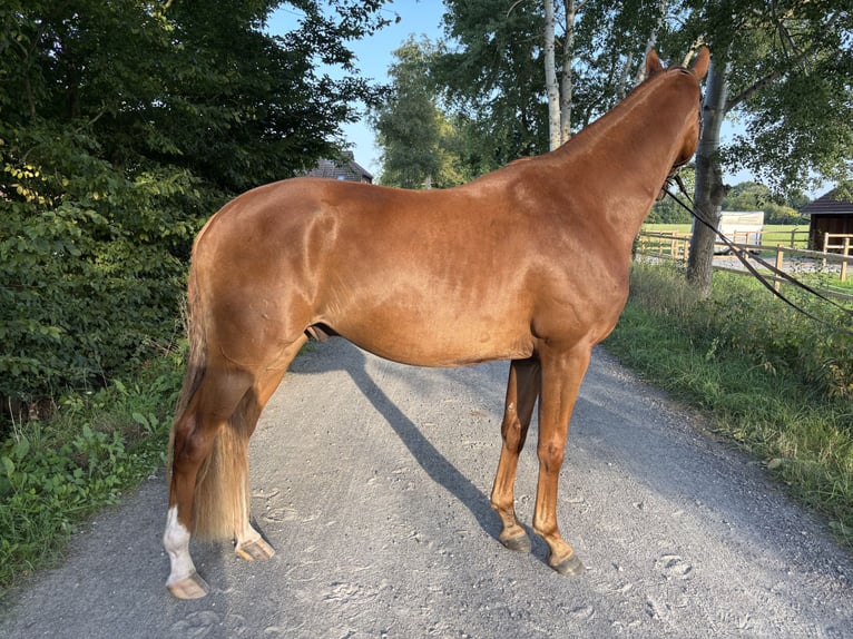 Oldenbourg Hongre 4 Ans 174 cm Alezan in Bad Zwischenahn