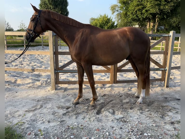 Oldenbourg Hongre 4 Ans 174 cm Alezan in Bad Zwischenahn