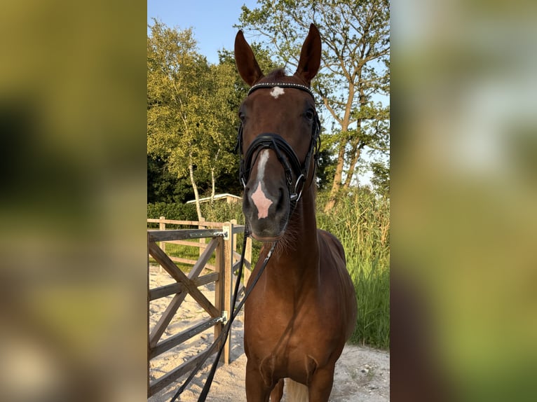 Oldenbourg Hongre 4 Ans 174 cm Alezan in Bad Zwischenahn