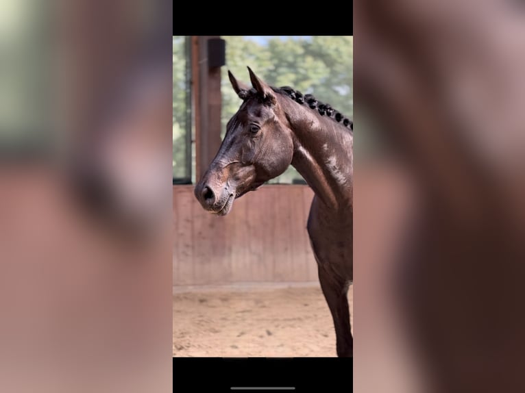 Oldenbourg Hongre 4 Ans 174 cm Bai brun foncé in Melle