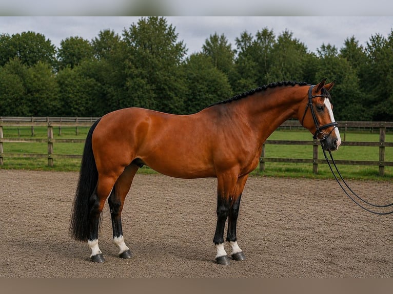 Oldenbourg Hongre 4 Ans 174 cm Bai in Szarvas