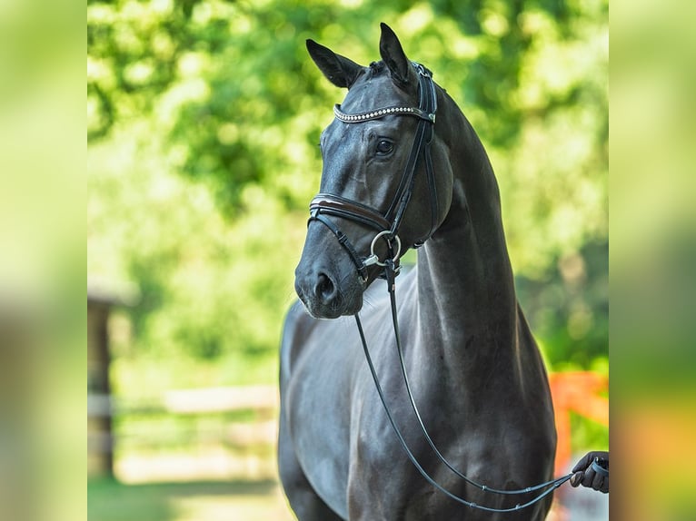 Oldenbourg Hongre 4 Ans 174 cm Noir in M&#xFC;nster-Handorf