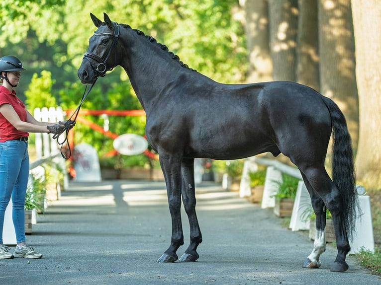 Oldenbourg Hongre 4 Ans 174 cm Noir in M&#xFC;nster-Handorf