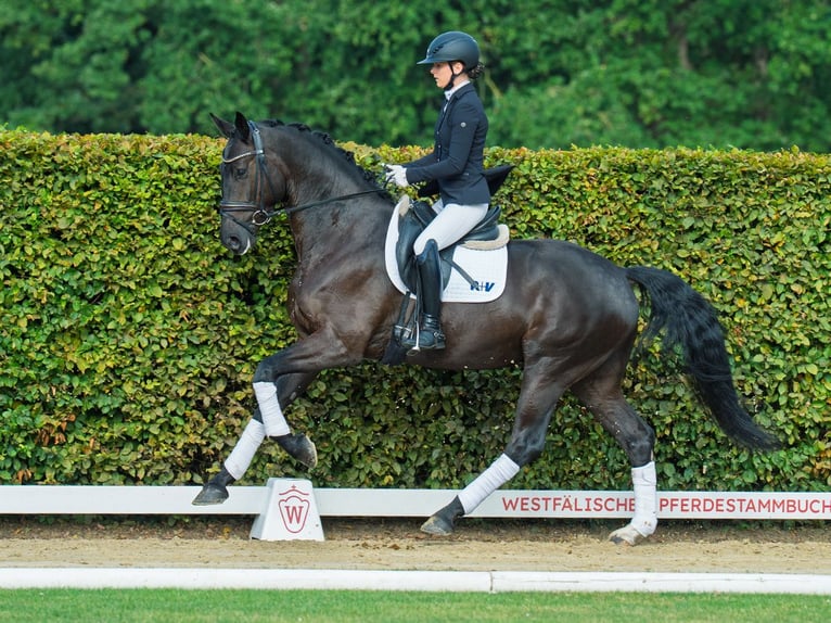 Oldenbourg Hongre 4 Ans 174 cm Noir in M&#xFC;nster-Handorf