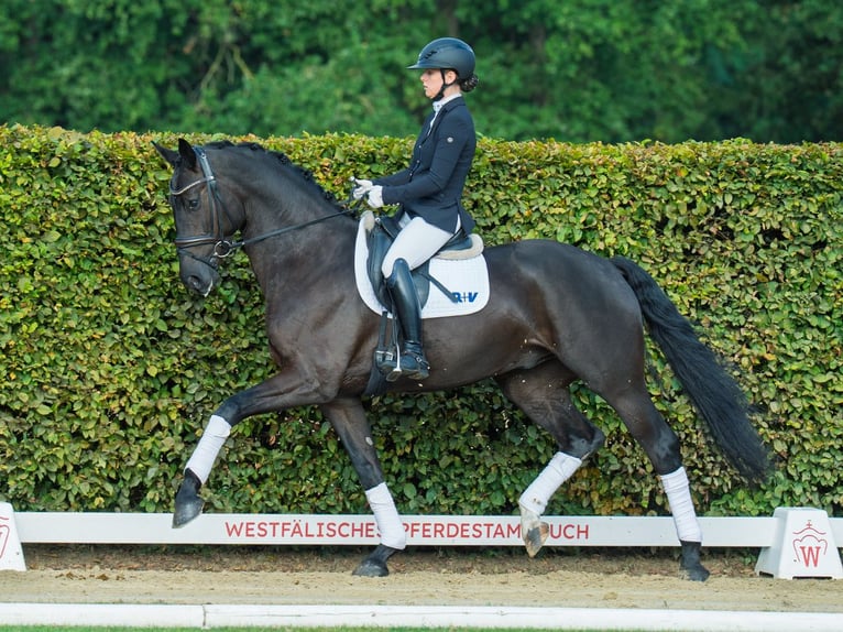 Oldenbourg Hongre 4 Ans 174 cm Noir in M&#xFC;nster-Handorf