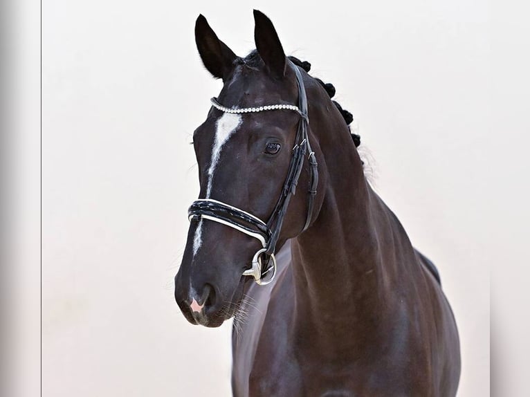 Oldenbourg Hongre 4 Ans 174 cm Noir in Vechta