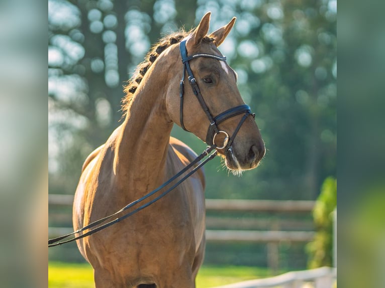 Oldenbourg Hongre 4 Ans 175 cm Alezan brûlé in Münster-Handorf
