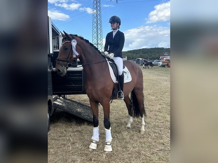 Oldenbourg Hongre 4 Ans 175 cm Bai brun in Damme