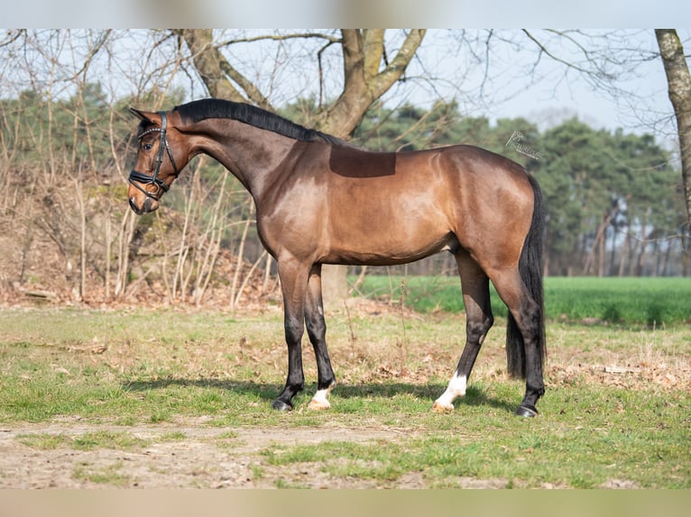 Oldenbourg Hongre 4 Ans 175 cm Bai brun in Peer