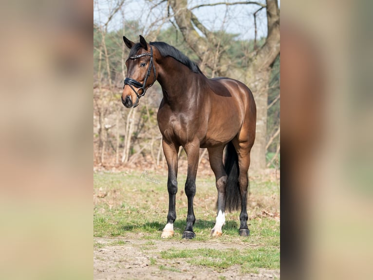 Oldenbourg Hongre 4 Ans 175 cm Bai brun in Peer