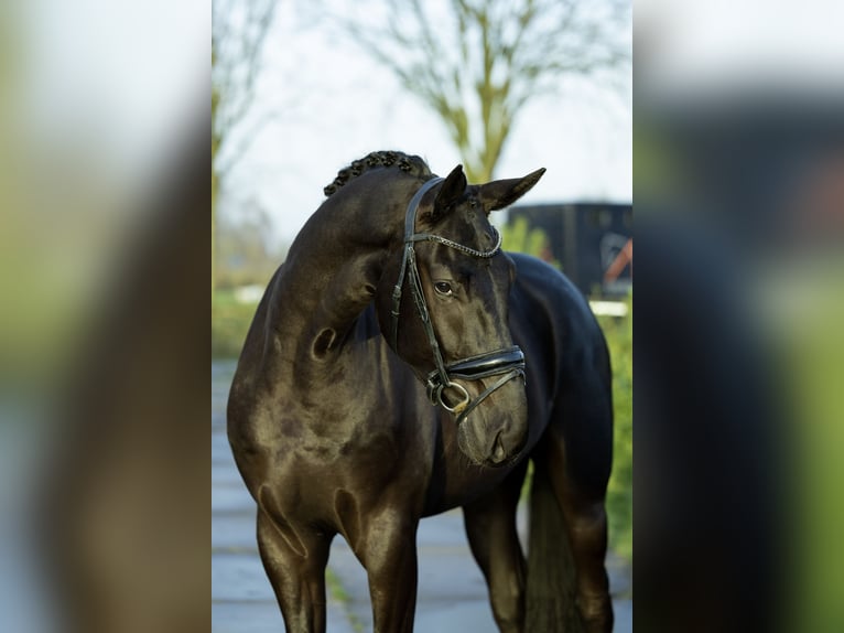 Oldenbourg Hongre 4 Ans 175 cm Noir in Weert