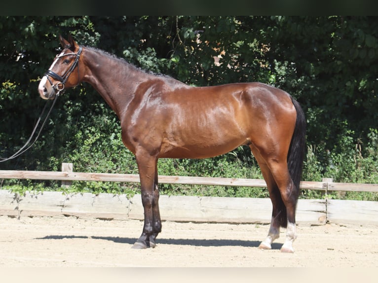 Oldenbourg Hongre 4 Ans 176 cm Bai brun in Ottersberg