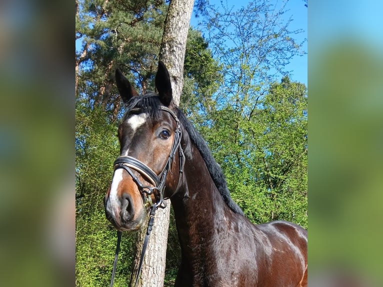 Oldenbourg Hongre 4 Ans 176 cm Bai brun in Barenburg