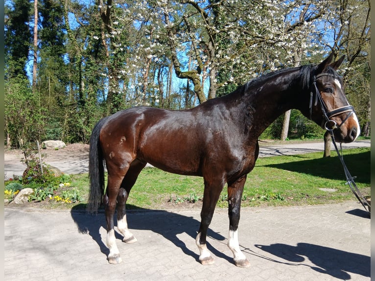Oldenbourg Hongre 4 Ans 176 cm Bai brun in Barenburg
