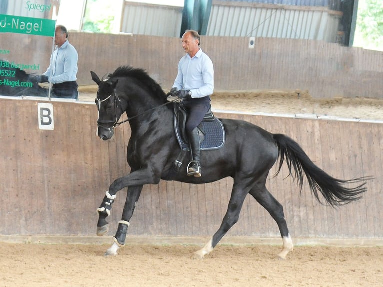 Oldenbourg Hongre 4 Ans 176 cm Noir in Isernhagen