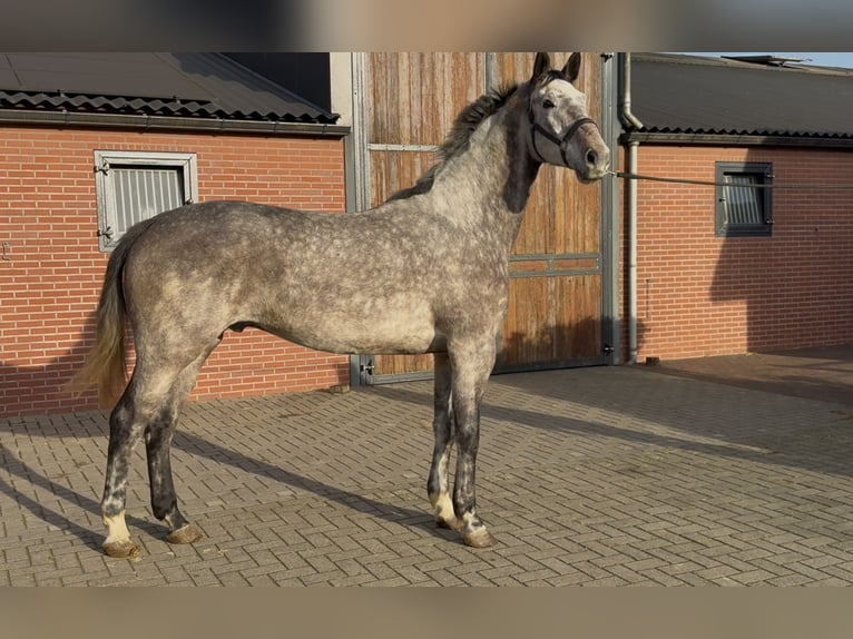 Oldenbourg Hongre 4 Ans 177 cm Gris in Zieuwent