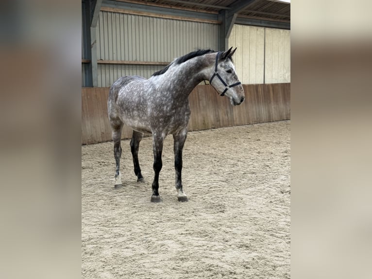 Oldenbourg Hongre 4 Ans 177 cm Gris in Zieuwent