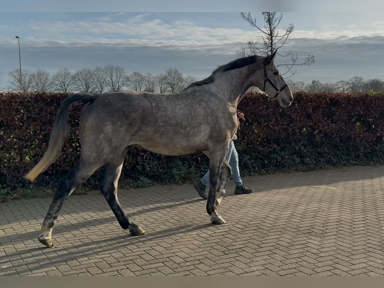 Oldenbourg Hongre 4 Ans 177 cm Gris in Zieuwent