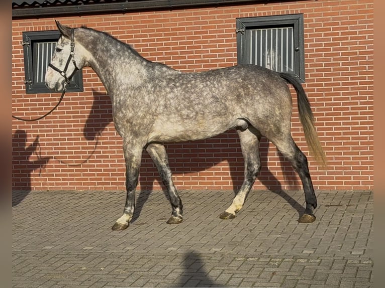 Oldenbourg Hongre 4 Ans 177 cm Gris in Zieuwent