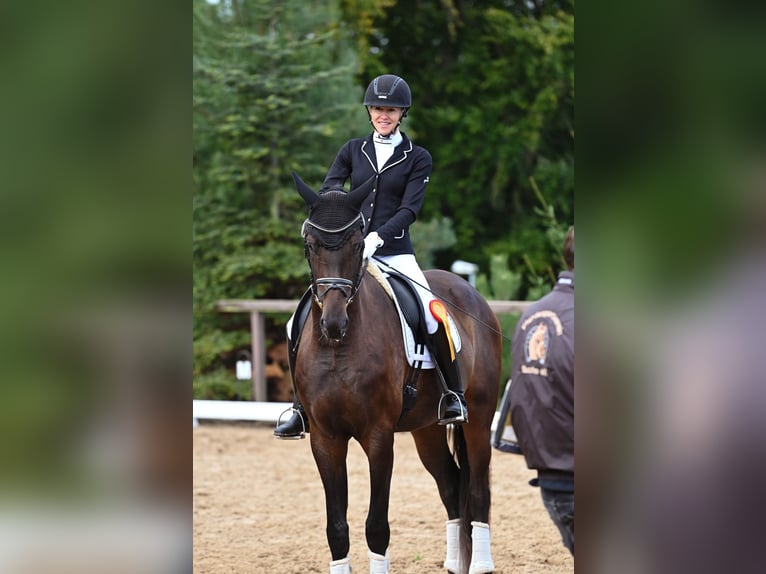 Oldenbourg Hongre 4 Ans 179 cm Bai brun in Weida OT Gräfenbrück