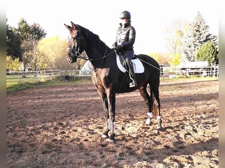 Oldenbourg Hongre 4 Ans 179 cm Bai brun foncé in Kloster Lehnin