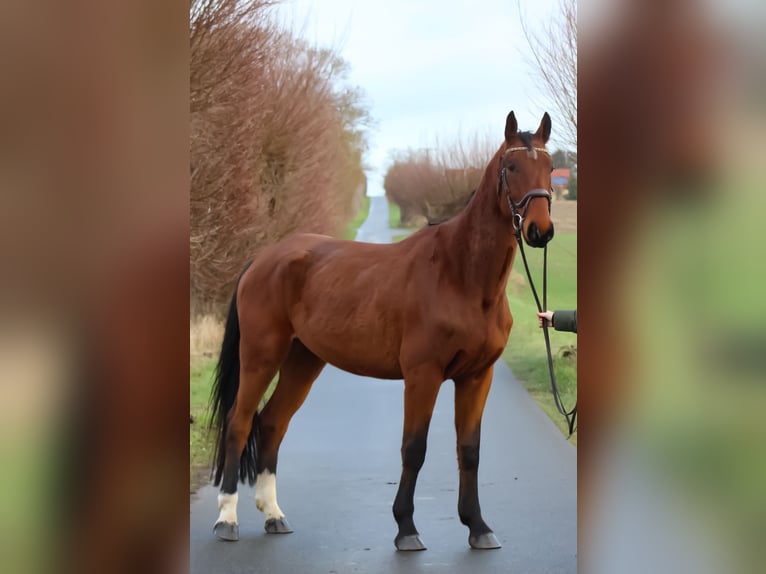 Oldenbourg Hongre 4 Ans 179 cm Bai in Groß Roge