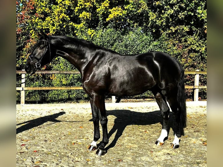 Oldenbourg Hongre 4 Ans 179 cm Noir in Lohne (Oldenburg)