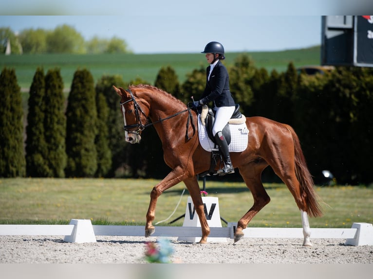 Oldenbourg Hongre 4 Ans 180 cm Alezan brûlé in Tarnowskie Góry