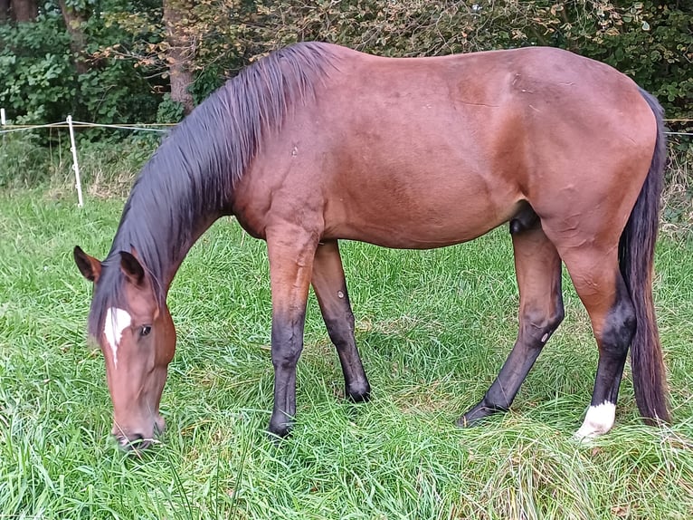 Oldenbourg Hongre 4 Ans 180 cm Bai in Isernhagen